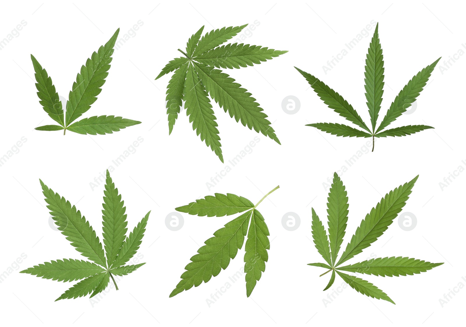 Image of Set with green hemp leaves on white background