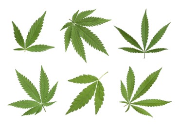 Image of Set with green hemp leaves on white background