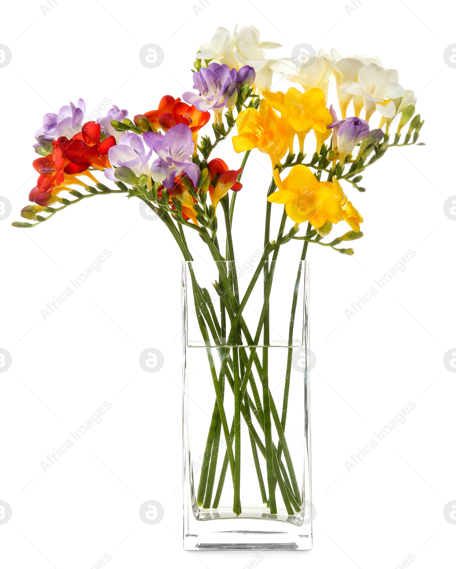 Photo of Glass vase with beautiful freesia flowers on white background