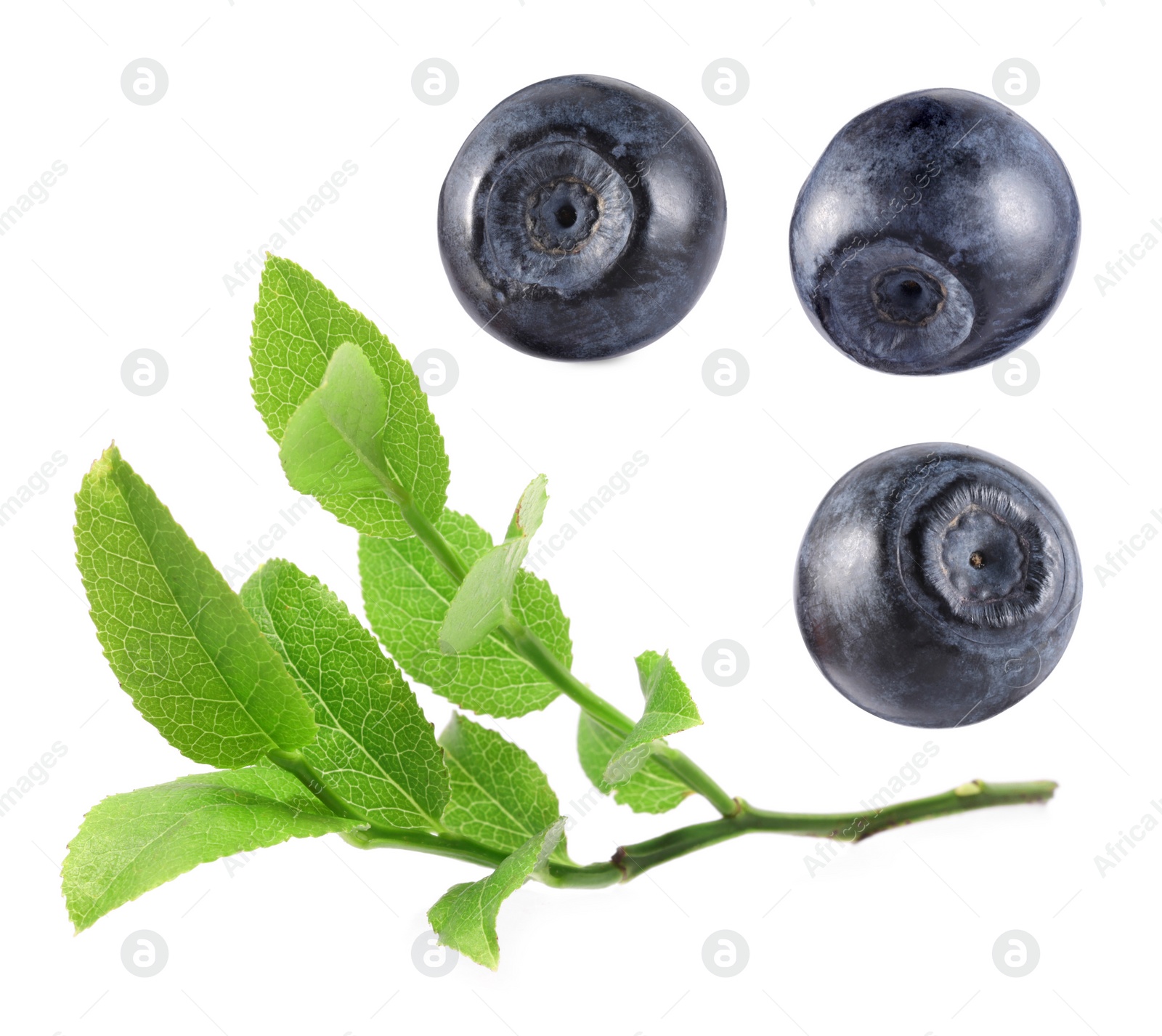 Image of Set with fresh ripe bilberries and green leaves isolated on white