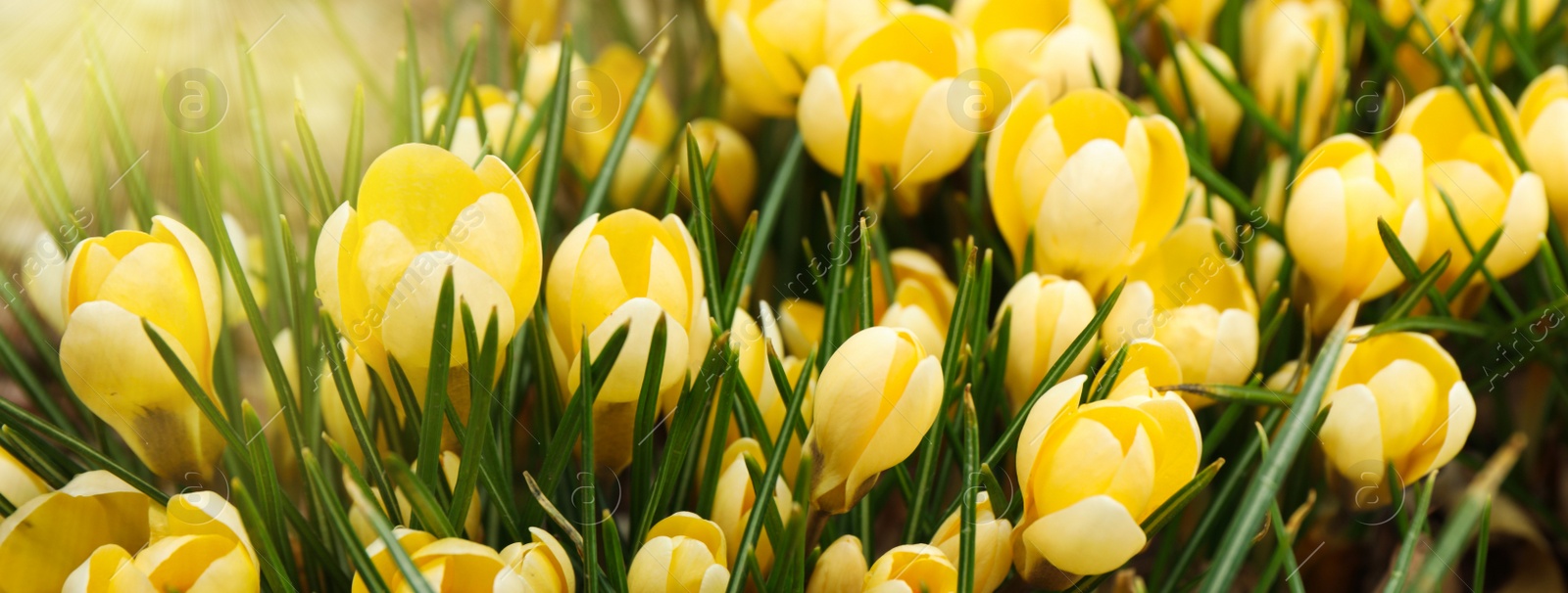 Image of Beautiful yellow crocus flowers growing in garden. Banner design 