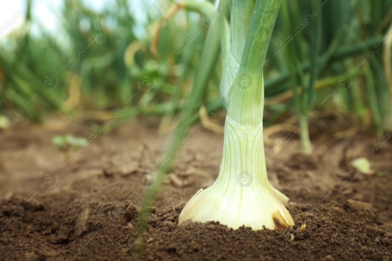 Photo of Green onion growing in field, closeup. Harvest season