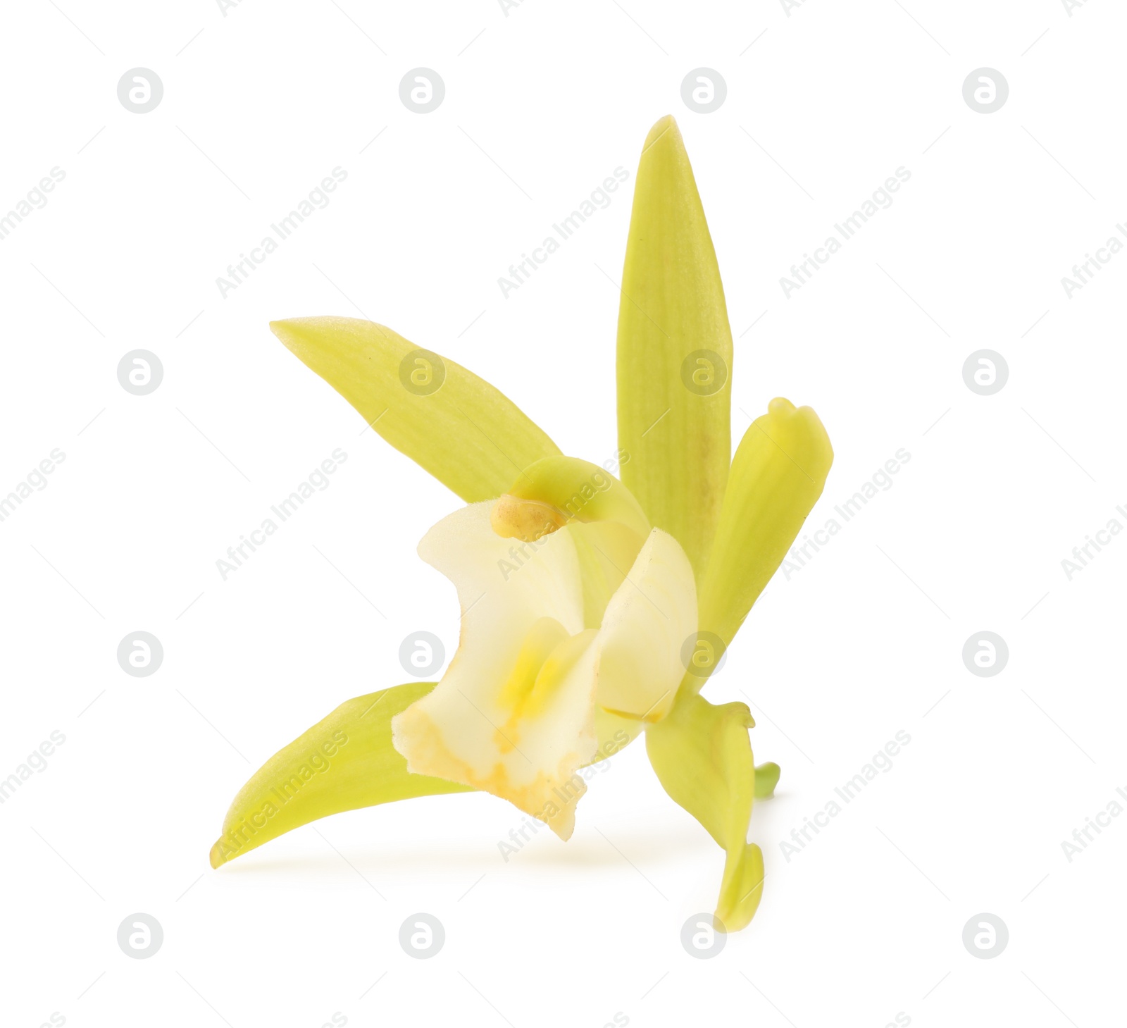 Photo of Yellow vanilla orchid flower isolated on white