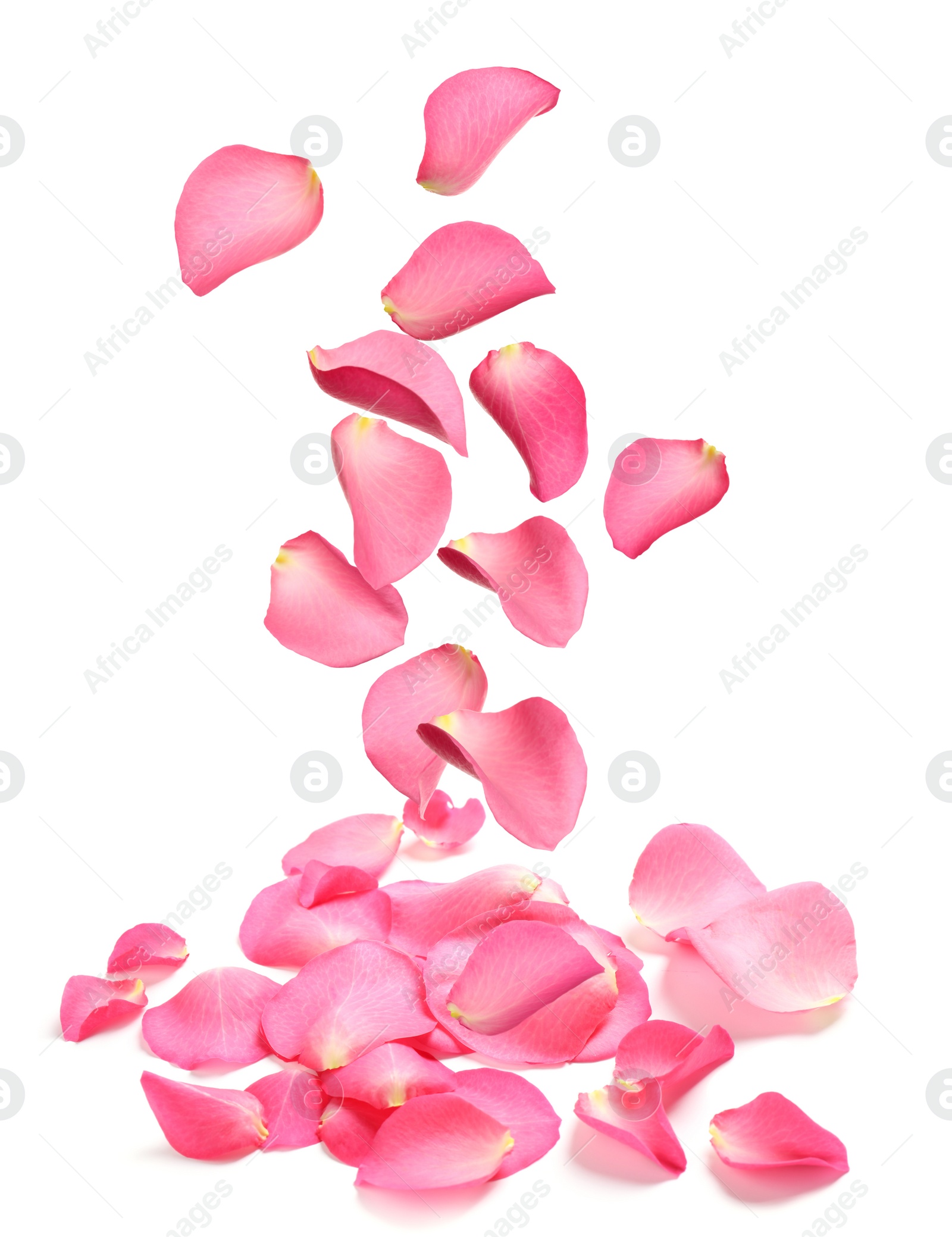 Image of Falling fresh pink rose petals on white background