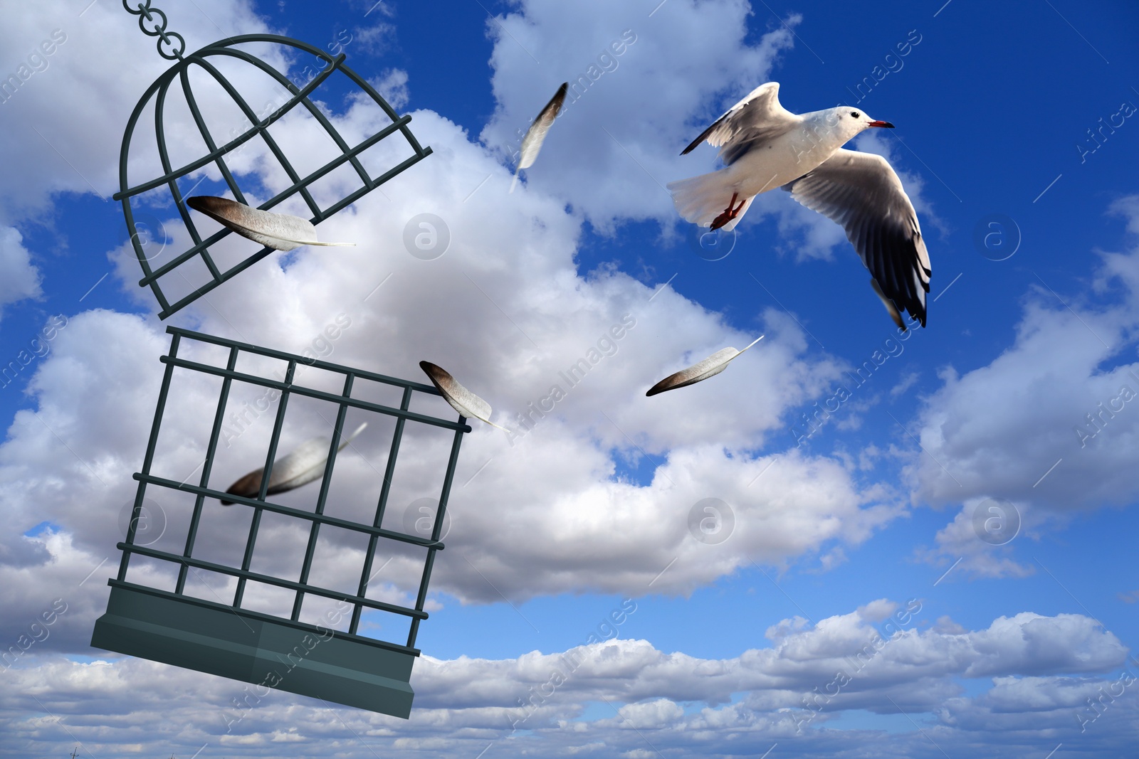 Image of Freedom. Bird flying out of cage into sky