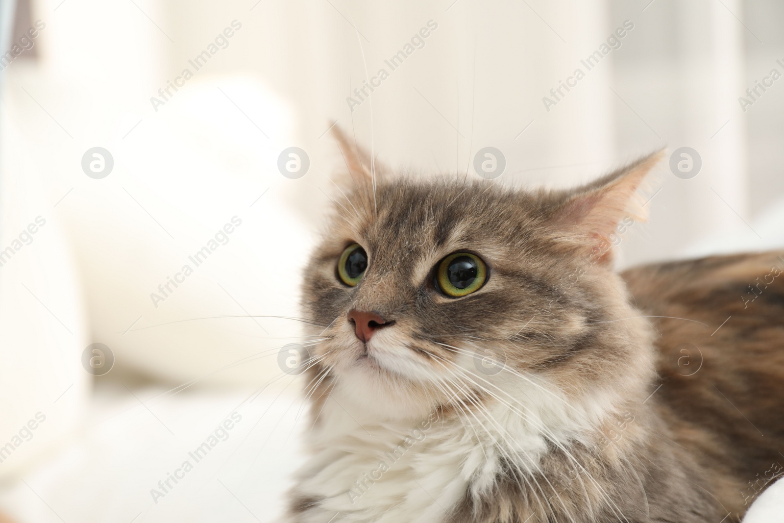 Photo of Cute fluffy cat, closeup view. Domestic pet