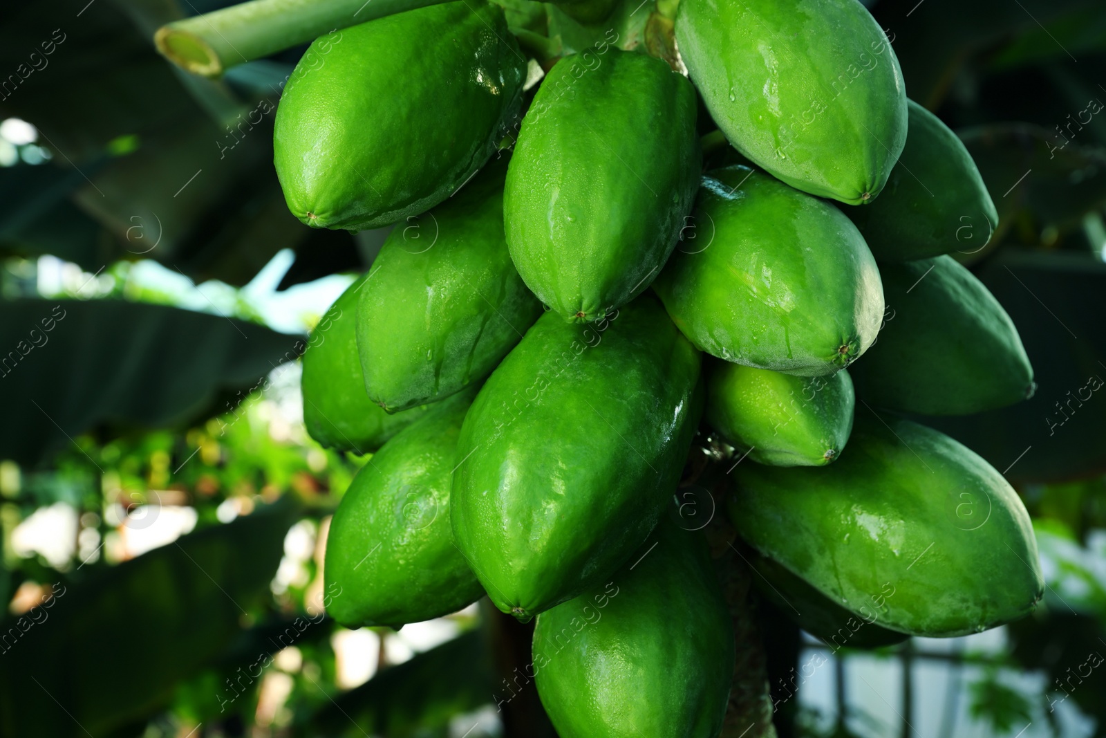 Photo of Unripe papaya fruits growing on tree outdoors, closeup view