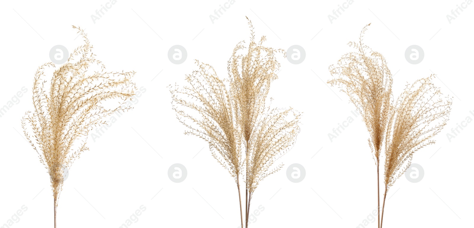 Image of Set with beautiful decorative dry flowers on white background, banner design 