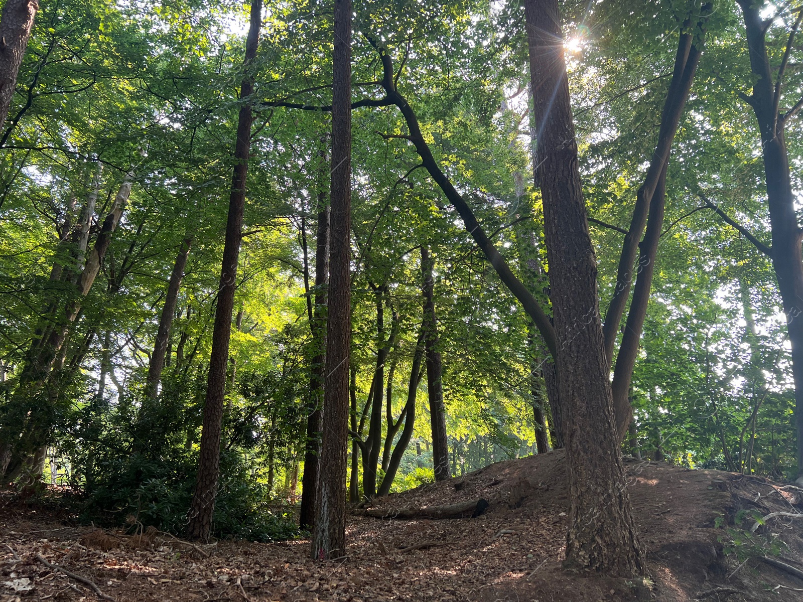 Photo of Beautiful green trees in forest on sunny day