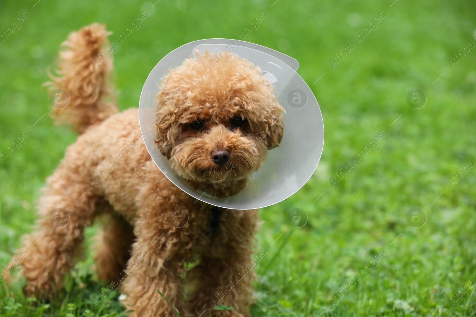 Photo of Cute Maltipoo dog with Elizabethan collar on green grass outdoors, space for text