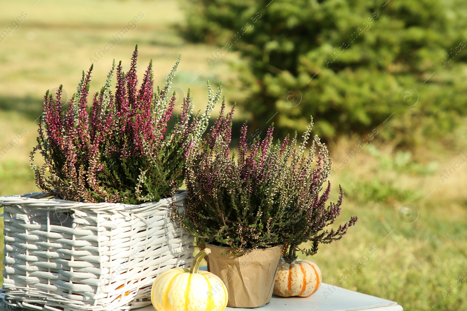 Photo of Beautiful heather flowers and pumpkins on white table outdoors