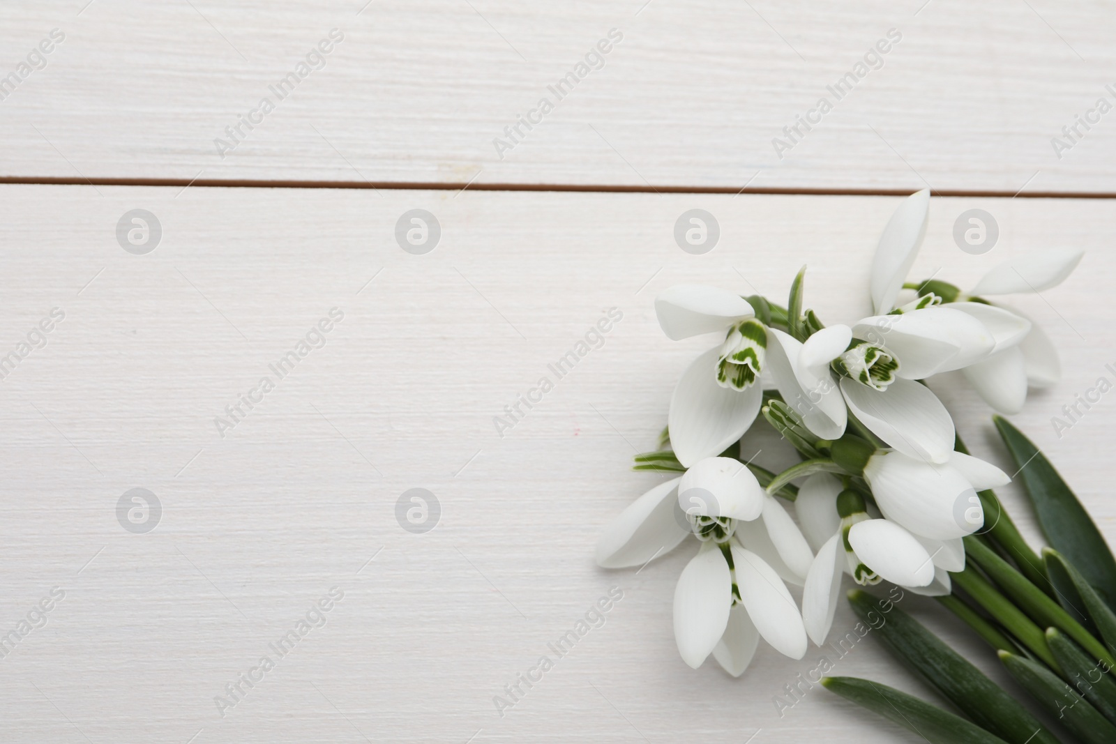 Photo of Beautiful snowdrop flowers on white wooden table, top view. Space for text