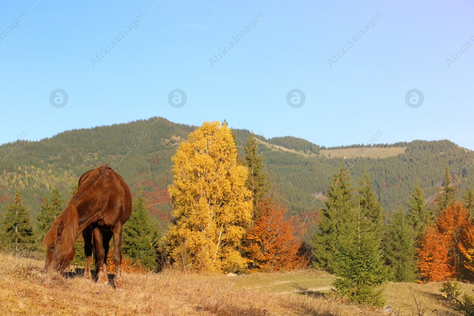 Photo of Brown horse grazing in mountains on sunny day. Beautiful pet