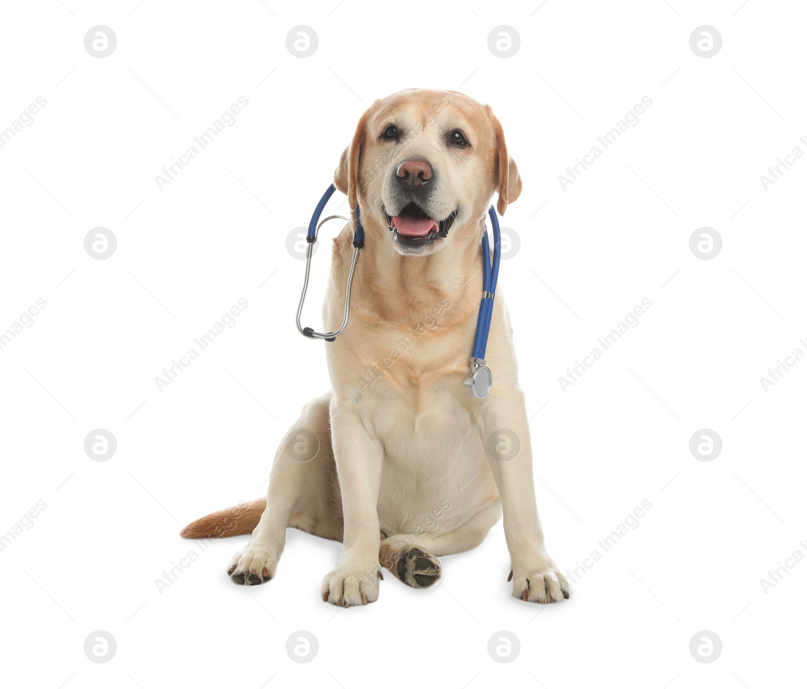 Photo of Cute Labrador dog with stethoscope as veterinarian on white background