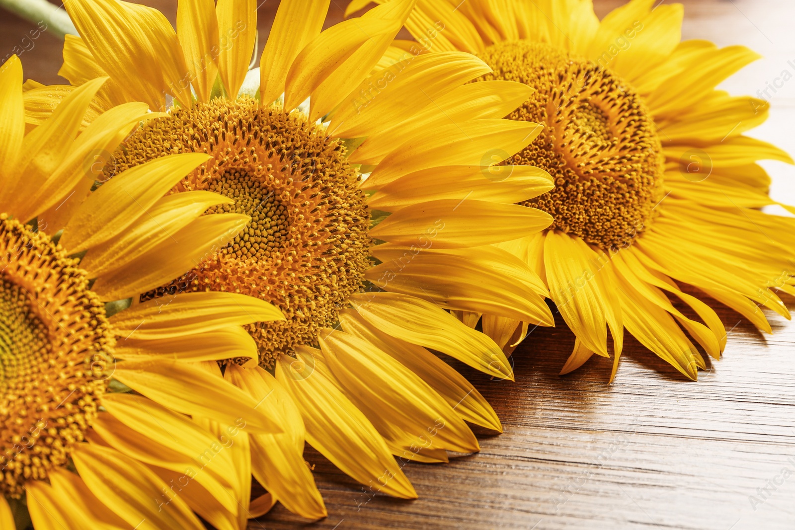 Photo of Beautiful bright sunflowers on wooden background, closeup