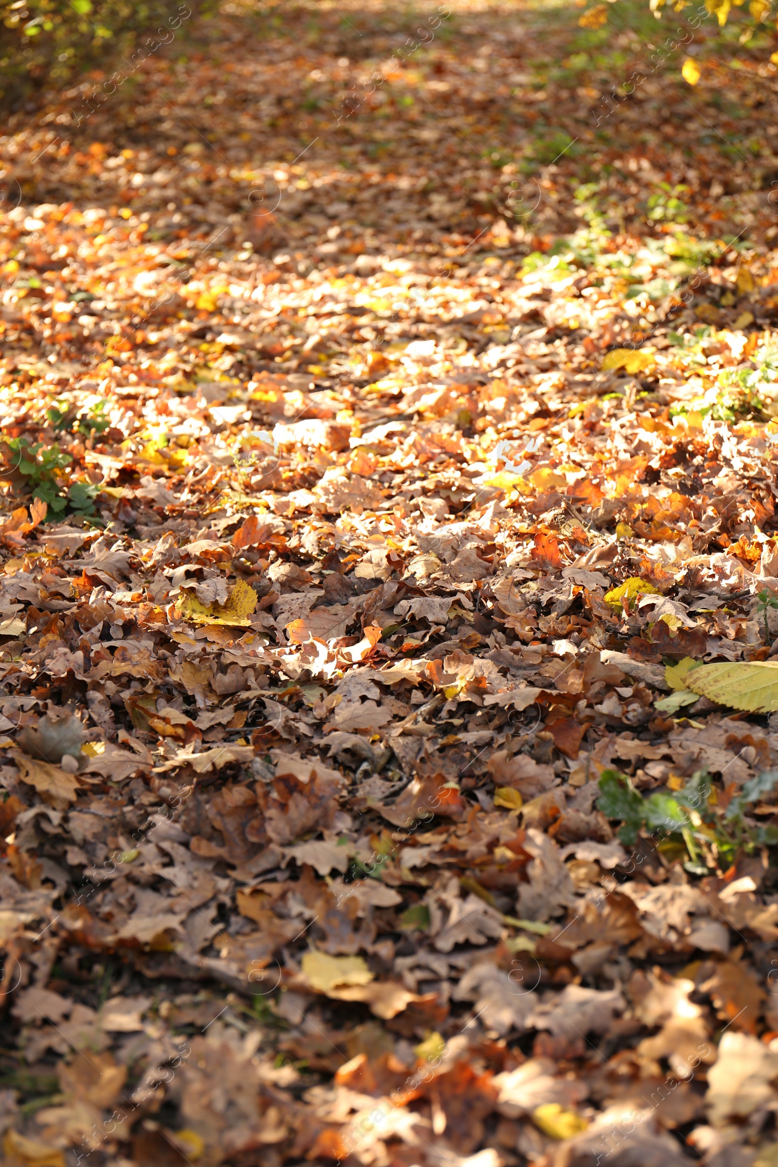 Photo of Pile of beautiful fallen leaves outdoors on sunny day