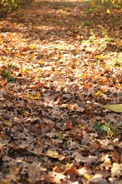 Pile of beautiful fallen leaves outdoors on sunny day