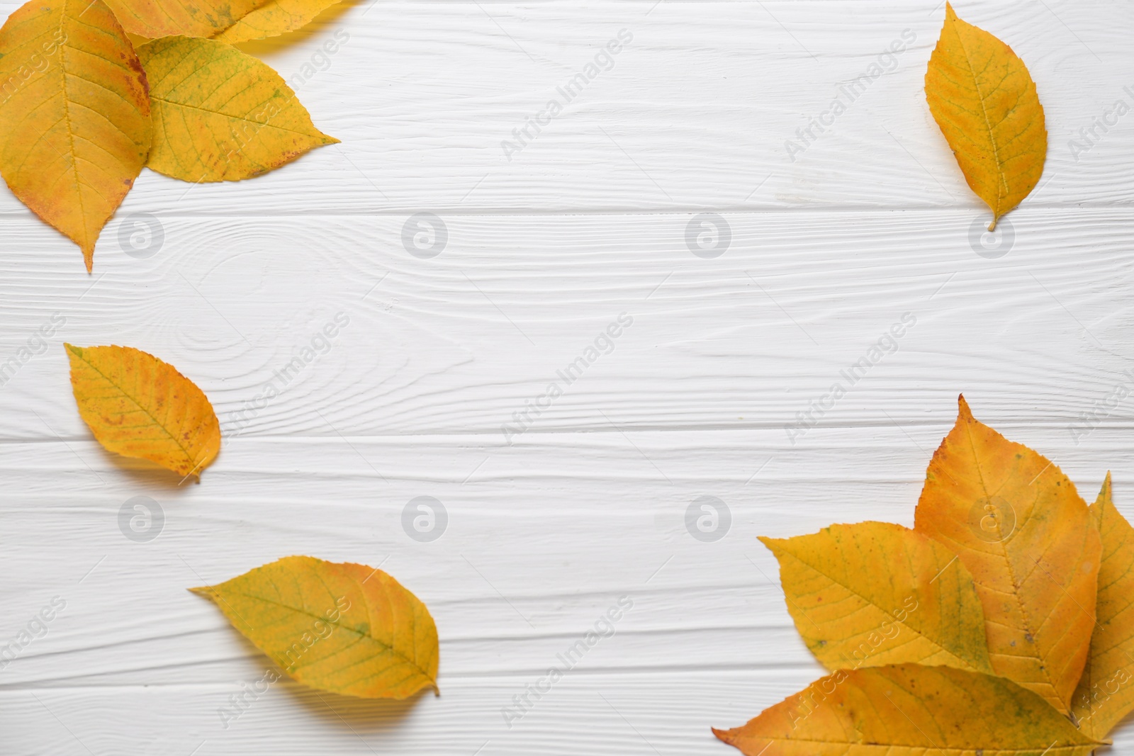 Photo of Autumn leaves on white wooden table, flat lay. Space for text