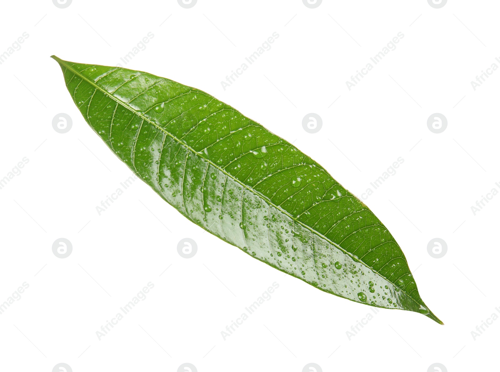 Photo of Green mango leaf with water drops on white background