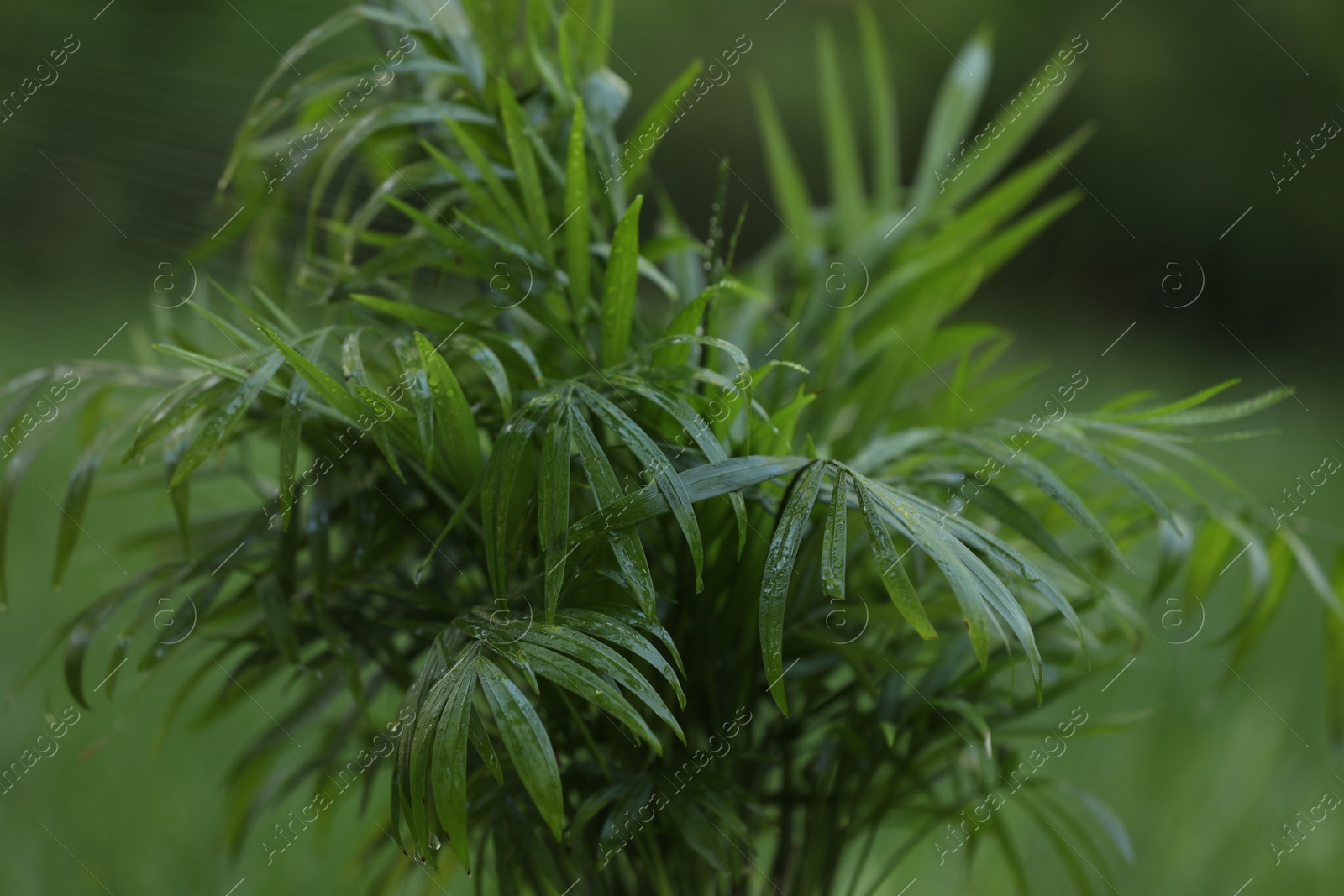 Photo of Beautiful chamaedorea palm with wet green leaves outdoors, closeup