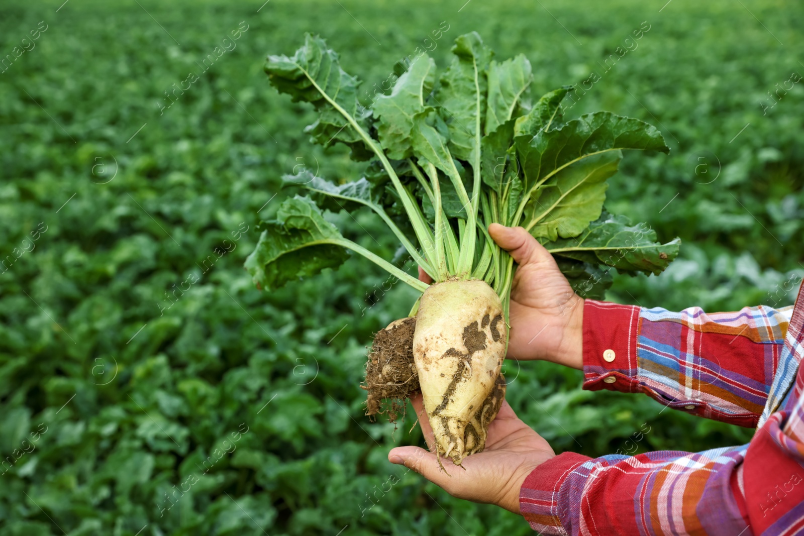 Photo of Man holding white beet in field, closeup