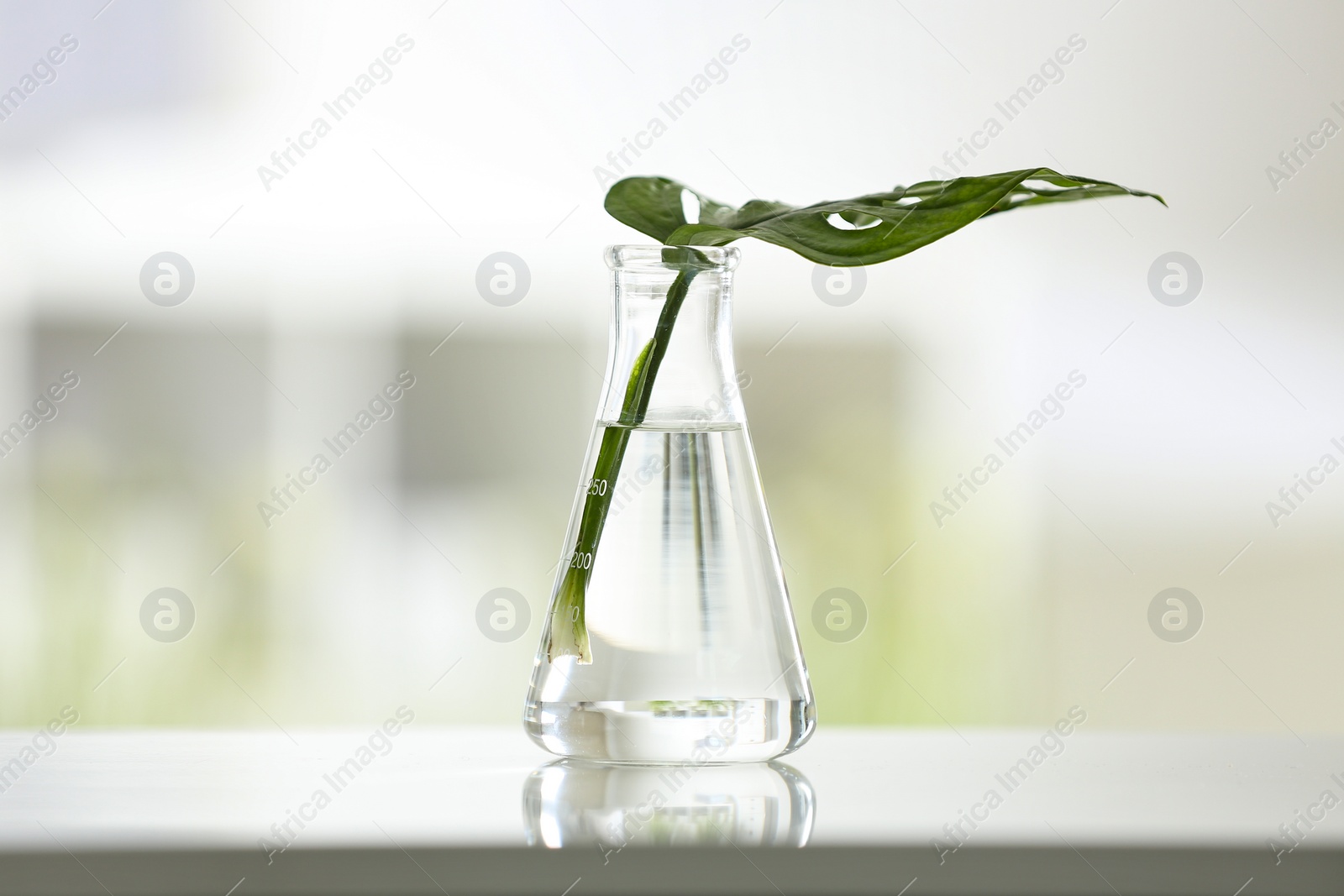 Photo of Conical flask with plant on table against blurred background. Chemistry laboratory research