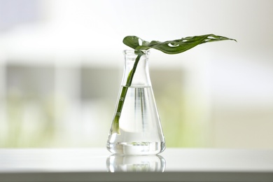 Conical flask with plant on table against blurred background. Chemistry laboratory research