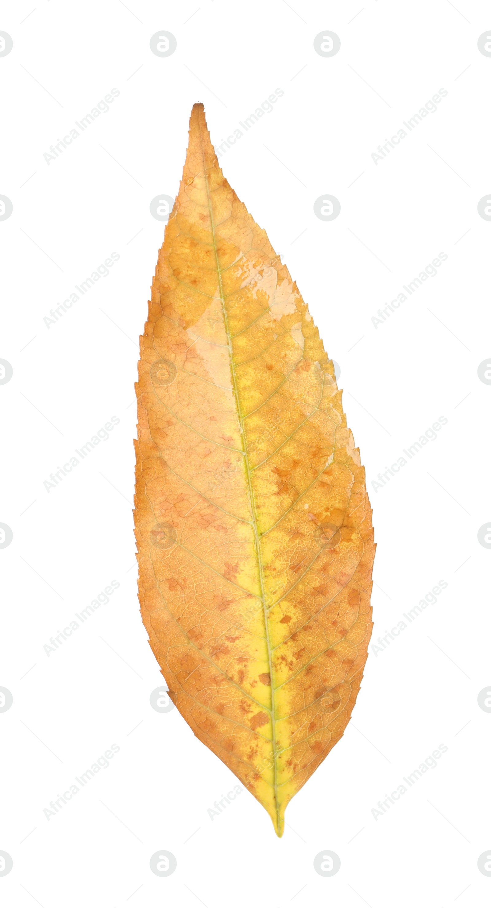 Photo of Beautiful leaf isolated on white. Autumn season