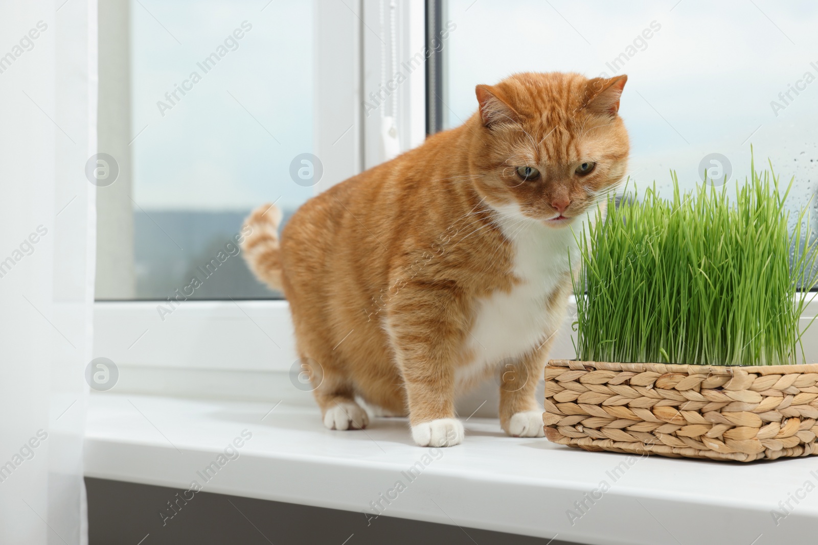 Photo of Cute ginger cat near green grass on windowsill indoors