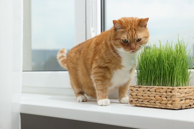 Cute ginger cat near green grass on windowsill indoors