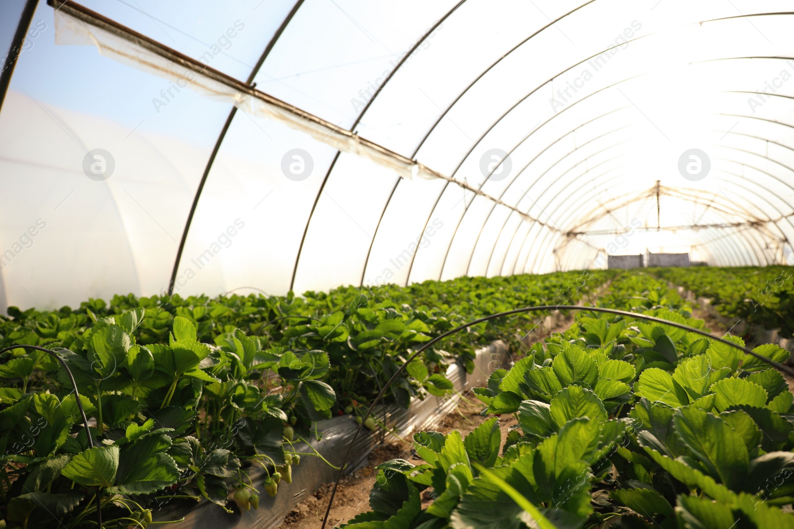 Photo of Rows of strawberry seedlings growing in greenhouse