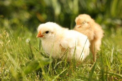 Photo of Cute chicks on green grass outdoors, closeup. Baby animals
