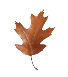 Photo of Autumn season. One dry brown leaf isolated on white