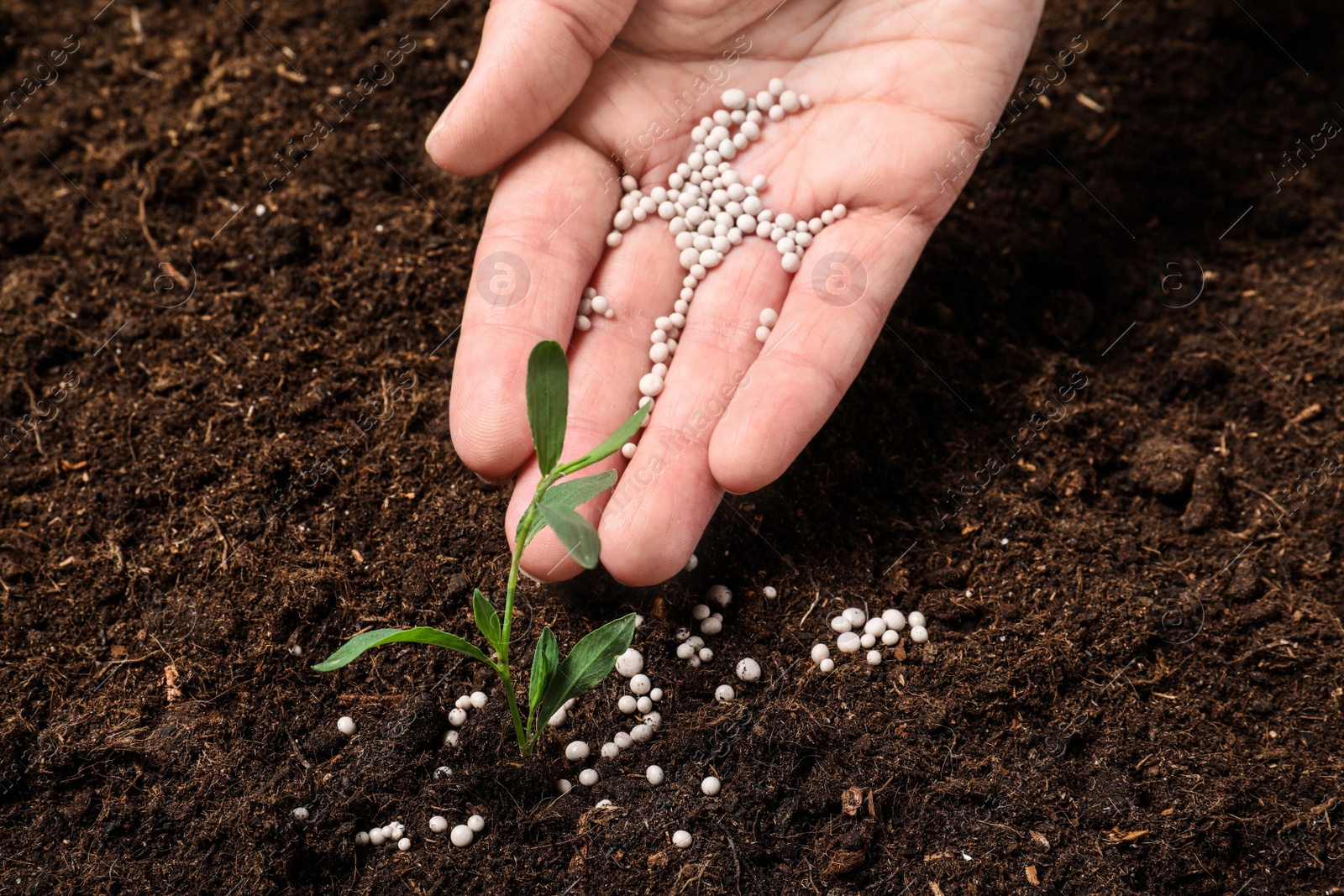 Photo of Woman fertilizing plant in soil, closeup. Gardening season