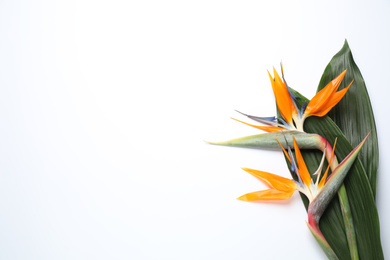 Photo of Bird of Paradise tropical flowers on white background, top view