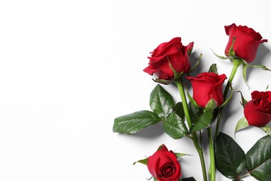 Photo of Beautiful red roses on white background, top view. Space for text