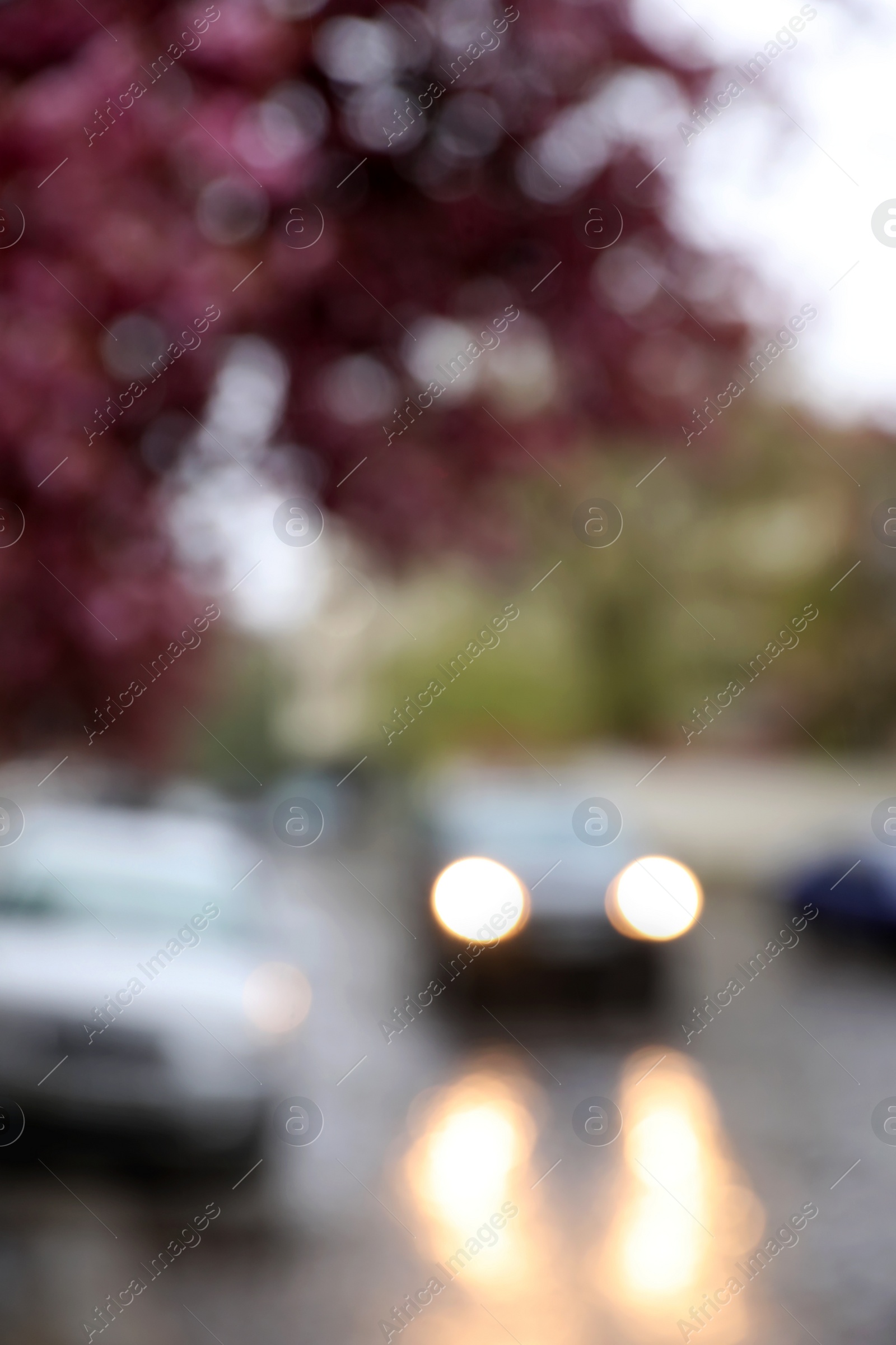 Photo of Blurred view of beautiful blossoming tree and car on city street. Bokeh effect