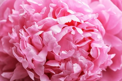 Beautiful fragrant peony flower as background