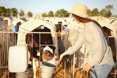 Photo of Young woman feeding cute little calf on farm. Animal husbandry