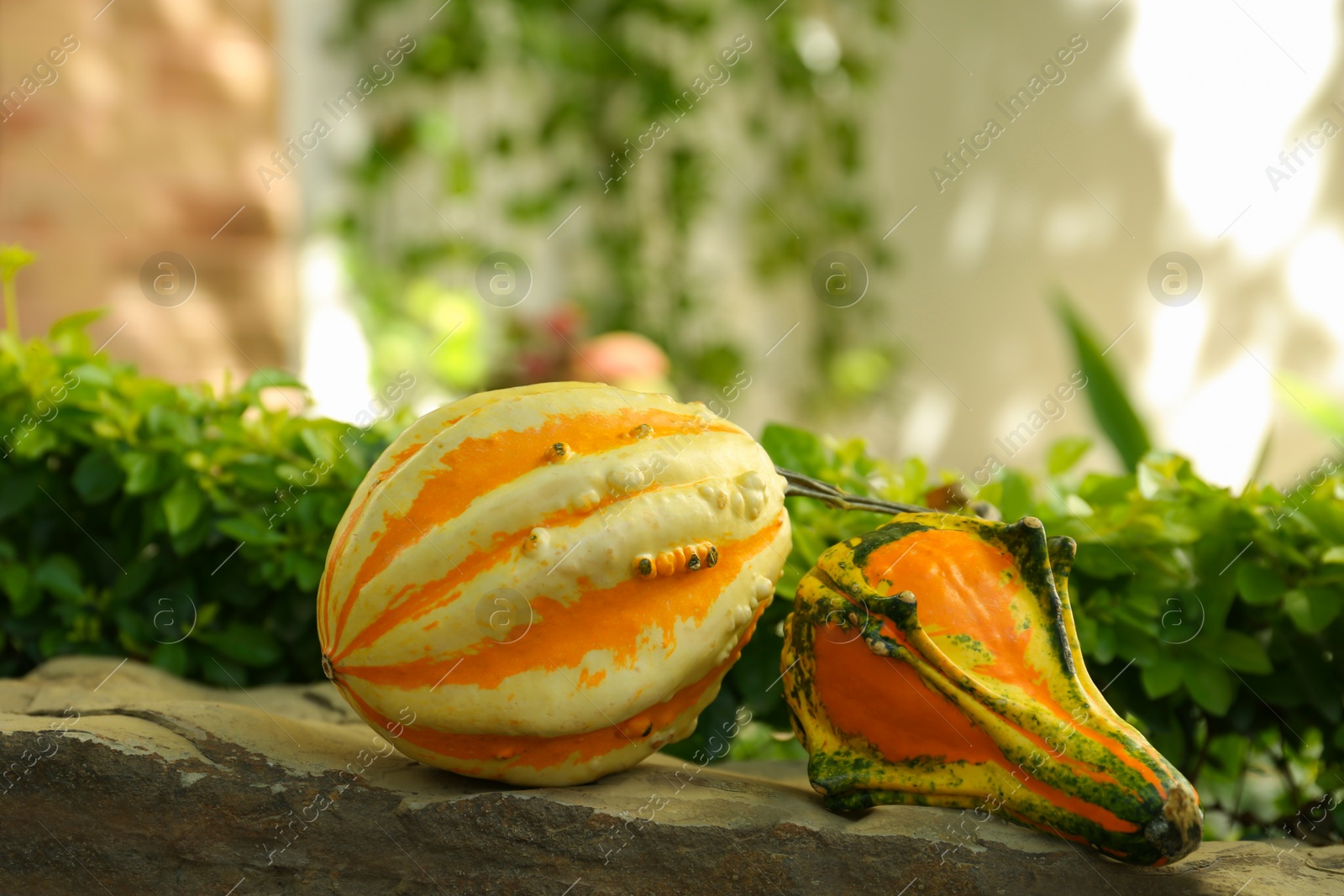 Photo of Whole ripe pumpkins on stone curb outdoors