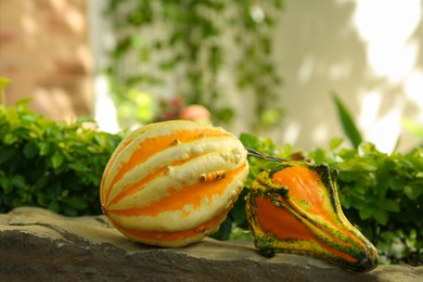 Whole ripe pumpkins on stone curb outdoors