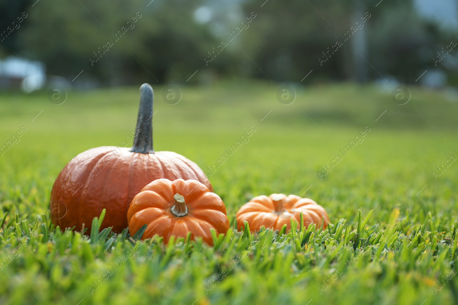 Photo of Orange pumpkins on green grass in garden