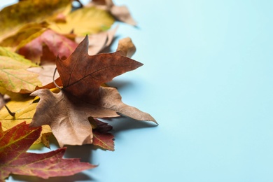Colorful autumn leaves on light blue background, closeup. Space for text