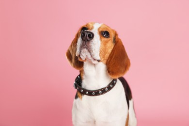 Adorable Beagle dog in stylish collar on pink background