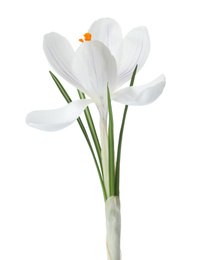 Photo of Beautiful crocus isolated on white. Spring flower