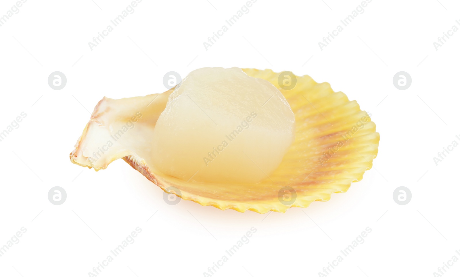 Photo of Fresh raw scallop in shell isolated on white