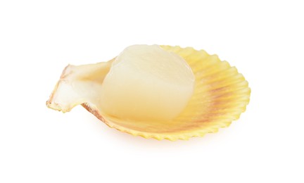 Fresh raw scallop in shell isolated on white