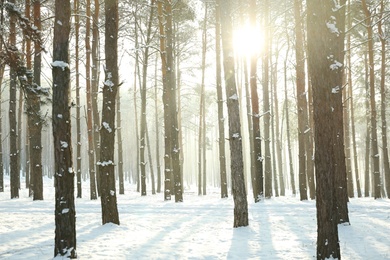 Photo of Beautiful snowy forest on sunny morning in winter