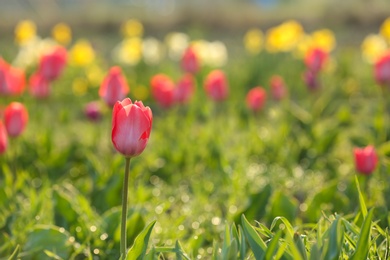 Field with fresh beautiful tulips. Blooming flowers