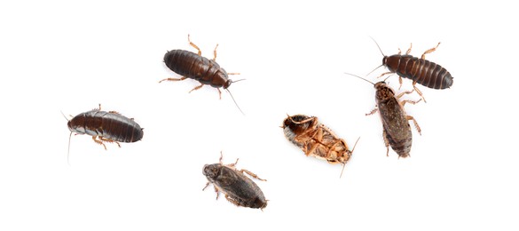 Image of Group of brown cockroaches on white background, banner design. Pest control